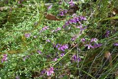 Tetratheca thymifolia