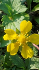 Potentilla
