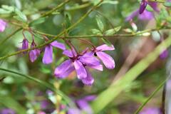 Tetratheca thymifolia