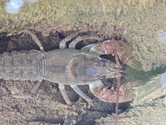 Cambarus bartonii