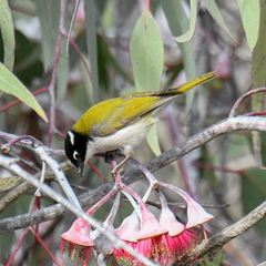 Melithreptus chloropsis