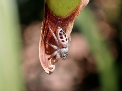 Opisthoncus sexmaculatus