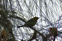 Setophaga occidentalis