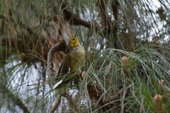 Setophaga occidentalis