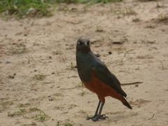 Lamprotornis pulcher