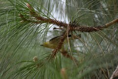 Setophaga occidentalis