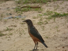 Lamprotornis pulcher