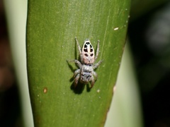 Opisthoncus sexmaculatus