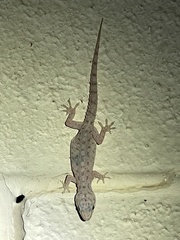 Hemidactylus parvimaculatus