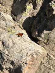 Calopompilus pyrrhomelas