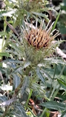 Carlina vulgaris