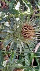 Carlina vulgaris
