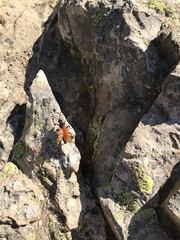 Calopompilus pyrrhomelas