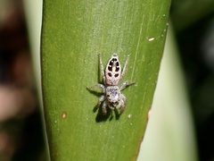 Opisthoncus sexmaculatus