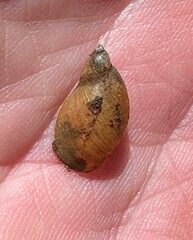 Pseudosuccinea columella