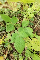 Rubus hirtus
