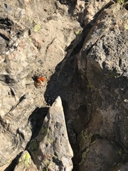 Calopompilus pyrrhomelas