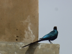 Lamprotornis caudatus