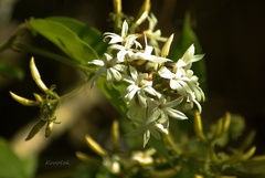 Jasminum