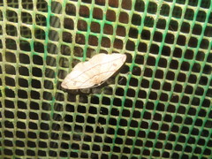 Hypochrosis hyadaria