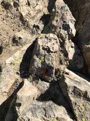 Calopompilus pyrrhomelas