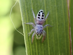 Opisthoncus sexmaculatus