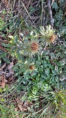 Carlina vulgaris