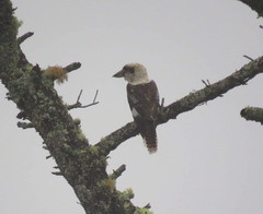 Dacelo novaeguineae novaeguineae