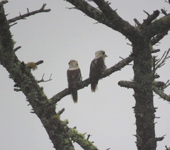 Dacelo novaeguineae novaeguineae