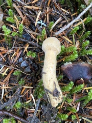 Chroogomphus tomentosus