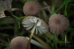 Marasmius anomalus
