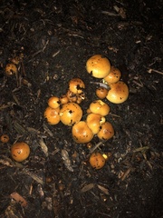 Pholiota spumosa