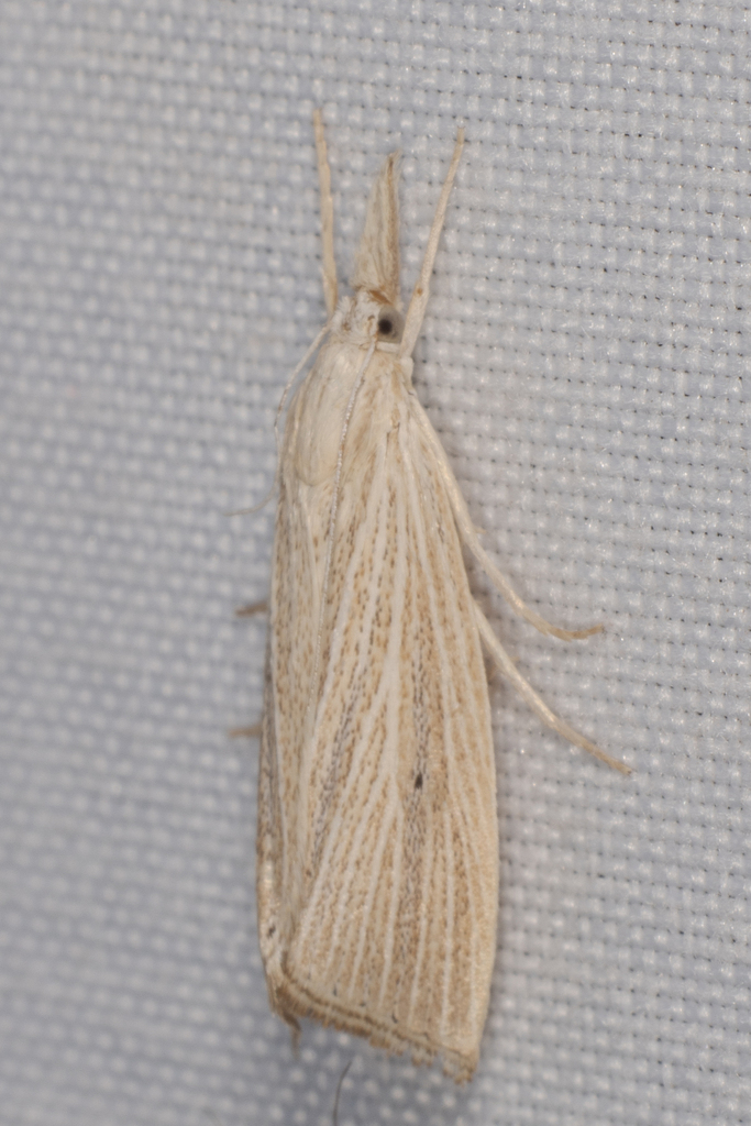 Wainscot Grass-veneer