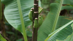 Musa laterita