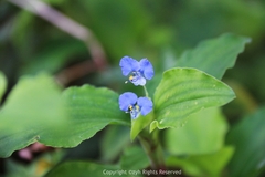 Commelina benghalensis