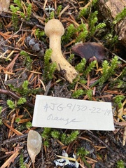 Chroogomphus tomentosus