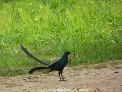 Lamprotornis caudatus