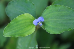 Commelina benghalensis