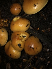 Pholiota spumosa