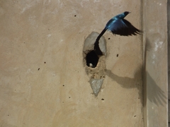 Lamprotornis caudatus