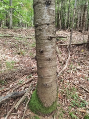 Abies alba