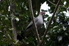 Lopholaimus antarcticus