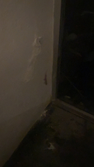 Hemidactylus turcicus