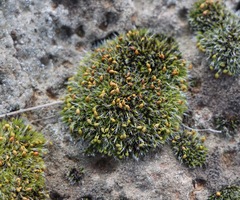 Grimmia pulvinata