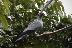 Lopholaimus antarcticus