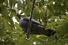 Lopholaimus antarcticus