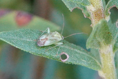 Taylorilygus apicalis