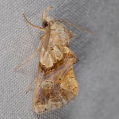 Plusiodonta compressipalpis