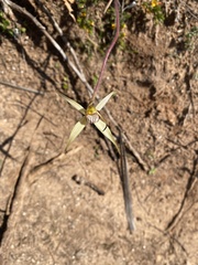 Caladenia richardsiorum