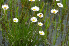 Allittia cardiocarpa